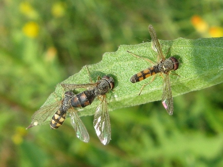 Ecatombe di sirfidi